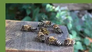 Wespe im Bienenstock