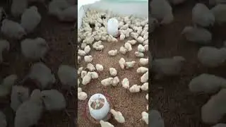 #farming #aseelfarming #aseel #bolory#funny #viralvideo