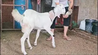 mashallah &hearts;️nayab Kota male kid palne wali Bakra full active attractive#bakra#shortsvideo#utubevideo