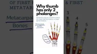 Why thumb has only 2 phalanges? Why greater toe has only two phalanges? #shorts #anatomy