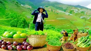 Harvest: Choy Sum, Lettuce, Snow Peas, Korean Melons, Passion Fruits To Sell At The Market, Garden.