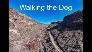 Walking the Dog