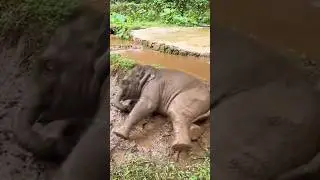 Adorable Baby Elephant's Messy Mud Bath! #babyelephant #elephant #funnyelephant #shorts