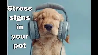 Uncover The Hidden Stress Signs In Your Pet (And What To Do Next)