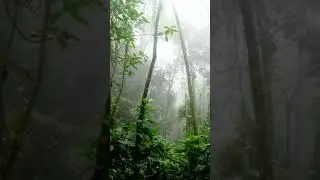 the sound of green forest rain that makes you want to live