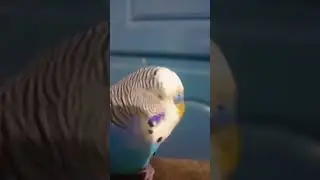 bird acting creepy