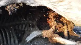 UPDATE - Giraffe carcass
