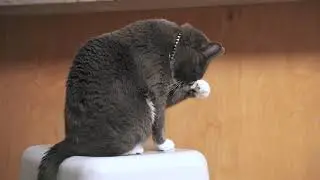 InClover Research pet supplements - Feline Products