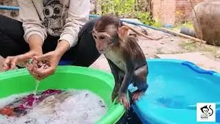 When waking up, the monkey will bathe and play in the water