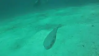 Koh Haa diving Jan 2022