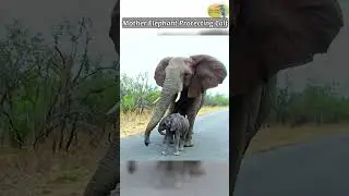 Mom Elephant Protecting Baby From Tourists #elephant #elephantbaby