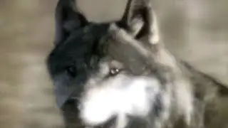 Prehistoric America [2002] - Dire Wolf Screen Time
