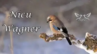 Nicu Wagner - Cantati Domnului!