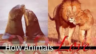 How Animals Love