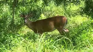 [ASMR 4K] Into the Wild: Serendipitous BABY DEER Spotting in Rock Creek Park!!!!