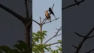 Birding with my Phone #SamsungS21FE #withGalaxy #grassland #birds #Hoopoe #Drongo #zoom #mobile #ig