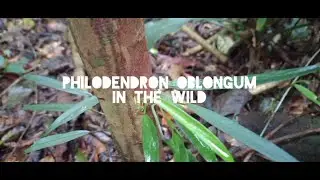 Aroids in the wild - Philodendron oblongum