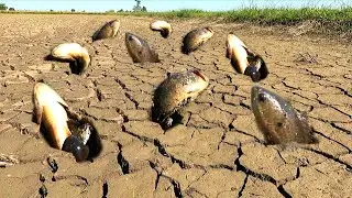 Best hand fishing  ! Catching fish by hand in the rice fields