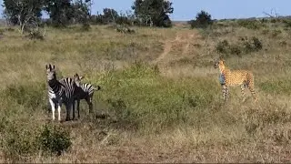 cheetahs hunting the young zebra and mother video