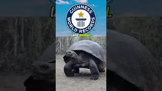 Worlds oldest land animal is 190 years old! 😲#tortoise #turtle #landanimal #animals #animalshorts