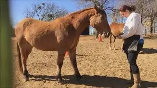Kiger Good Boi Session 44 Front Feet Work Mustang Horse Clicker Training