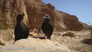 Tristrams starling / טריסטרמית
