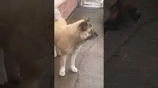 Выхожу один я на дорогу &hellip;.#shortsvideo