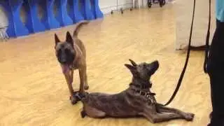 2 Dogs Create Amazing Focus!