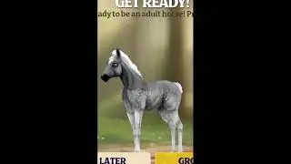 Foals grow up in Star Equestrian