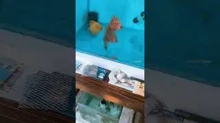 Discus Fish 🤍 #youtubeshorts #shortvideo #shortsvideo #ytshorts #viral