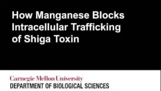 How Manganese Blocks Cellular Trafficking of Shiga Toxin