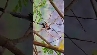 #photography #videography #wildlife #birdsplanet #birdsplanet #birdsphotography #reels #real #india