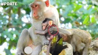 Oh! Janna Has Big Jealous Brother Jody Get Full Milk From Jane| Why Janna Pull Jody Out From Milk?