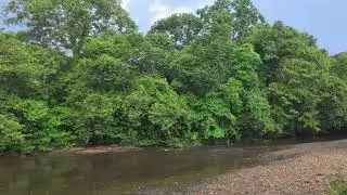 Serene Forest Stream: Gentle Water Flow & Melodic Birds for Deep Relaxation #Echoesofjannah26 #asmr