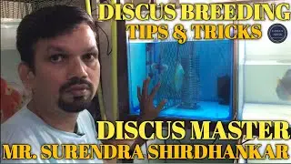 DISCUS BREEDING | Discus Breeding tips and tricks | Discus Breeding tips in Hindi | Breeding Discus