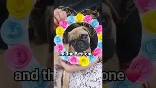 Let's see how this goes 🐶👀📌 #pug #dog #reels #share #shorts #dogshorts #doggo #friends #pets #puppy