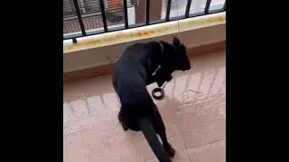 Loki The Black Lab Enjoying His First Rain