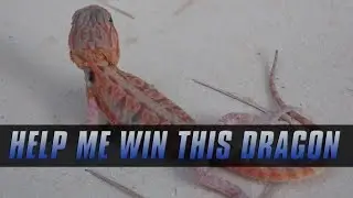 Help Me Win A Bearded Dragon