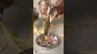 Aseel chicken eating organic feed
