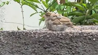 Baby Sparrow 