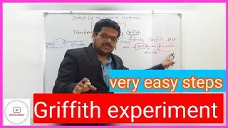 Griffith experiment
