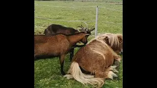 Goats Help Strip Pony's Winter Fur || ViralHog