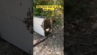Catching a honey bee swarm - will they stay or will the go&hellip;.