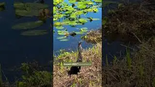 Don&rsquo;t visit Everglades National Park without watching this 🐊👇 ➡️ Send this to someone you want to