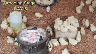 Brooding Stage of my first imported chicks |DAY 5|