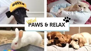 Virtual PAWS and Relax - Kennesaw State University - Spring 2020