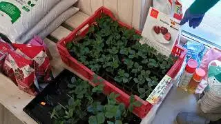 Bra&scaron;kių daigai (frigo ir daigyklose)