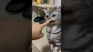 近いよ #テオ #テオくん #テオ丸 #テオの日常 #theo #neko #meow #cat #chat#アメリカンショートヘア #猫動画 #ねこ #shorts #指 #挨拶