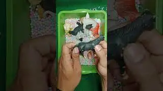 Cute Animal Toy Collection