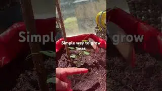 How I grow peas at home# peas growing # gardening